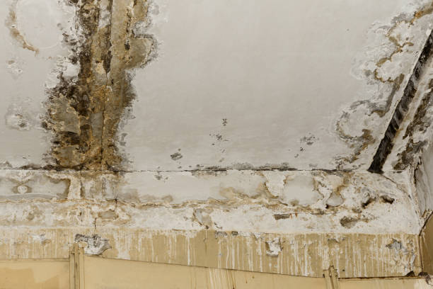 Best Residential Mold Inspection & Testing  in Renville, MN