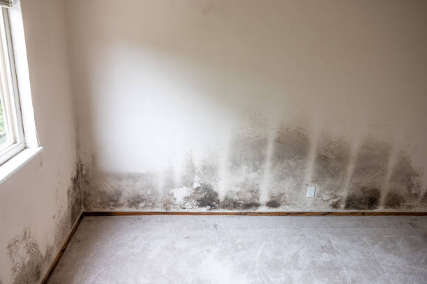  Renville, MN Mold Removal Pros